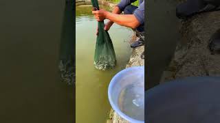 Subscribe for me fishing trending fish100 nature trendingshorts [upl. by Varini]