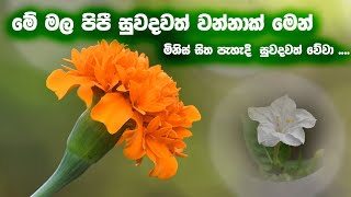 නමස්කාර වේවා බුදු රුවනට  බුදු ගුණ වන්දනා  බුදුන් වැඳීම  Namaskara Wewa Budu Ruwanata [upl. by Nahsor727]