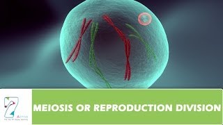 MEIOSIS OR REPRODUCTION DIVISION  PART 02 [upl. by Zerep]