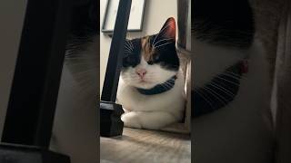 Fun Calico Cat catvideos [upl. by Airretal643]