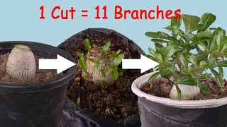 How to Grow Multiple Branches in Adenium Seedlings  3 Tips [upl. by Mchale]