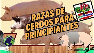 Razas de cerdos para principiantes [upl. by Ariamo]