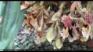 Crazy Stanhopea and Many Other Beautiful Things Orchids in Australia [upl. by Almeda]