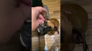 Boxer loves spaghetti boxerlovers doglover pets cute [upl. by Darrelle]