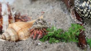 Coenobita Rugosus Hermit Crab In Tank [upl. by Gnidleif352]