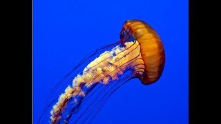 Facts The Pacific Sea Nettle [upl. by Eralcyram]