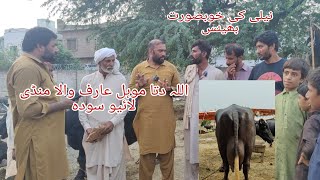 Neli ki top buffalo Arifwala Mandi Okara Animal TV 03004576252 2582024 [upl. by Hussey]