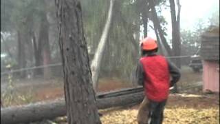 Arborist August Hunicke in Grants Pass expert tree faller [upl. by Enileuqkcaj]