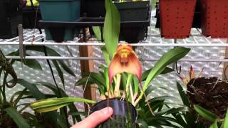 ORCHID CARE DRACULA ORCHID TOUR AND TIPS TO REBLOOM [upl. by Attikram]