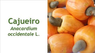 CAJUEIRO Anacardium occidentale [upl. by Bernette]