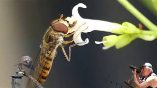 Grafenau Berlin Makroaufnahmen von eine Schwebfliege WKempert [upl. by Asital734]