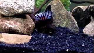 Convict Cichlid Tank Explanation [upl. by Hajar]