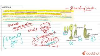 a Why does endosperm development precede development in angiosperm seeds State the role of [upl. by Tiras]