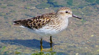 Least Sandpiper [upl. by Linsk896]