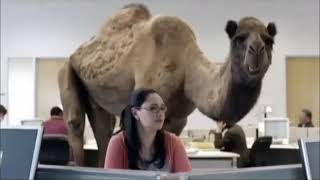 Geico Hump day meme [upl. by Iadam]