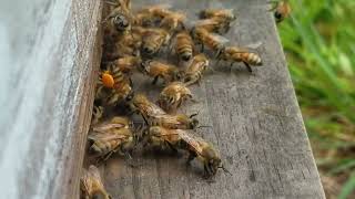 Honey Bees  Late August and Bringing in LOTS of POLLEN honeybee beekeeping honey [upl. by Rosalinda]