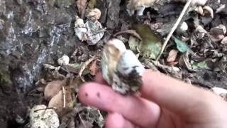 Elm Oyster foraging  Hypsizygus ulmarius [upl. by Alenson595]