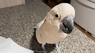 Moluccan Cockatoo Dylan Playing and Screaming [upl. by Aciretahs]