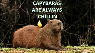 What is a Capybara [upl. by Andrus225]