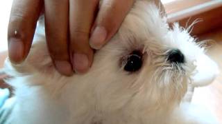 Teacup Maltese Puppies For Sale [upl. by Pitzer263]