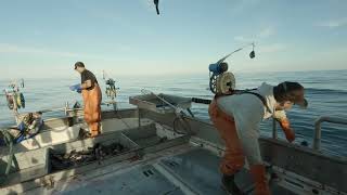 Jigging for Rockfish and Cod Fishing in the Gulf of Alaska [upl. by Divod767]