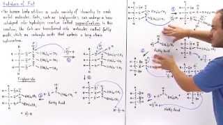 Hydrolysis of Triglycerides into Fatty Acids Saponification [upl. by Nauqad]