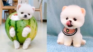 Cute and Funny Pomeranian Videos 46 Shorts [upl. by Asiled]