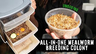 The BEST Setup For A Breeding Colony  MEALWORM UNBOXING amp SETTING UP [upl. by Daegal34]