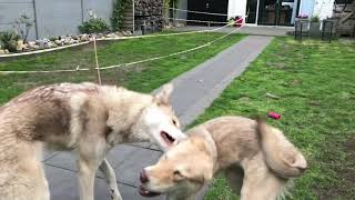 Saarloos Wolfdog playfight in Slowmotion [upl. by Nedyah593]