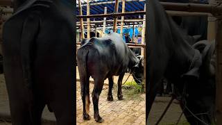 গরু guru cow goru amba hamba cow videos gorur video guru guru goro guru tiktok গরুর ভিডিও goluviral [upl. by Hesky633]