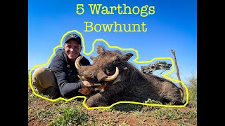 5 Warthogs in 1 Day  Bowhunt South Africa [upl. by Loydie]