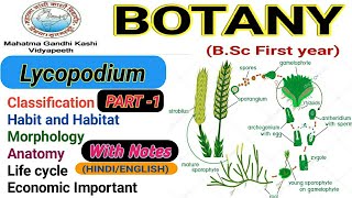 LycopodiumMorphologyAnatomylife cycle of Lycopodium  PART1 [upl. by Sheelah]