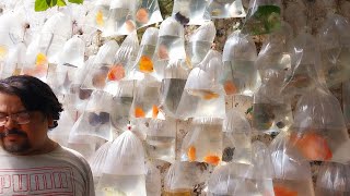 recent aquarium fish price update  galiff street fish market  galiff street new video  17122023 [upl. by Keily]