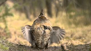 Male Ruffed Grouse Drumming [upl. by Aynnek]