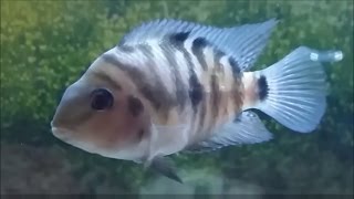 How to tell convict cichlid gender convict cichild spawning and breeding behaviour [upl. by Fugate434]