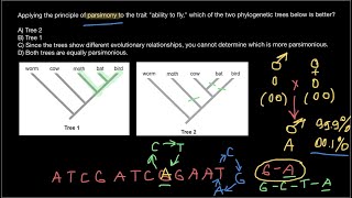 What is a Parsimony Method in Biology [upl. by Caesaria]