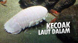 Adaptasi Makhluk Laut Dalam  05 Bathynomus AlamSemenit [upl. by Ecinev216]