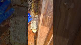 Scooping Bees By Hand Would You Dare Try This  bee beehive savethebees shortvideo [upl. by Lamok702]