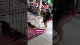 Patuka muna ng manok breeder breeding farming [upl. by Libby]