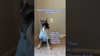 Herbs For Respiratory Health  Cat amp Dog [upl. by Hourihan325]