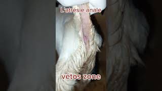 latrésie anale vétérinaire animaux pathologies chevre chirurgievetoszone [upl. by Petulah16]