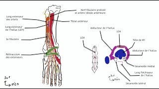 Myologie de la jambe loge anterieure [upl. by Daffodil]