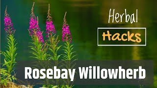 Rosebay Willowherb  Great For Stomach Upsets [upl. by Nosnek]