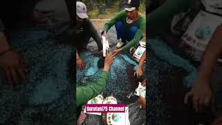 BUKTIKANBOOSTERNYA PUPUK KIMIAshortvideo gurutani75 [upl. by Pelson673]