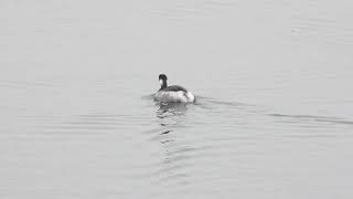 Black necked Grebes  Staines Res [upl. by Gally]