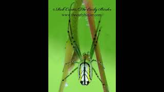 ORCHARD SPIDER Leucauge venusta in web [upl. by Gerc]