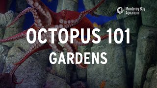 Octopus 101  Gardens [upl. by Bilicki]