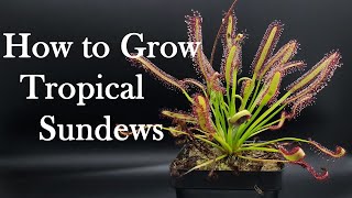 Growing Carnivorous Plants E4 Tropical Sundews [upl. by Wivina]