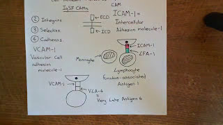 Cell Adhesion Molecules Part 2 [upl. by Noswad]