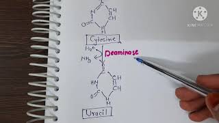 Degradation of pyrimidine nucleotide [upl. by Wang663]